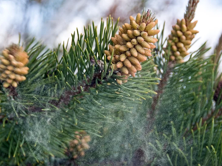 You Can Benefit From French Pine Bark Supplements.