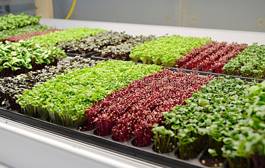 eco-friendly microgreens farming