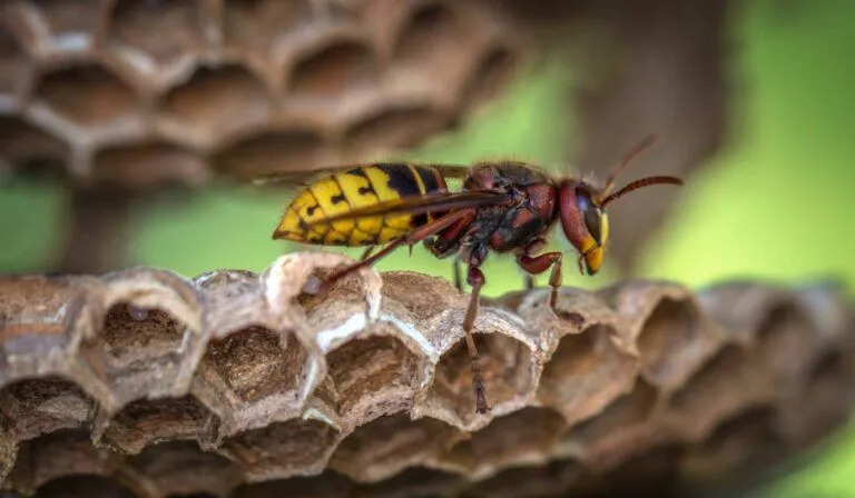 Wasp control in New Westminster