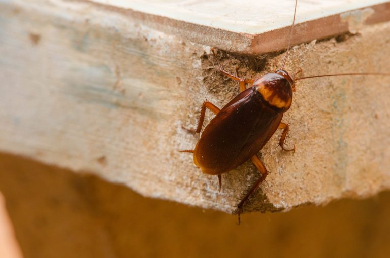 Cockroach Control King City: Keeping Your Home Roach-Free