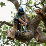 When to Crown Lift Trees? Best Guide