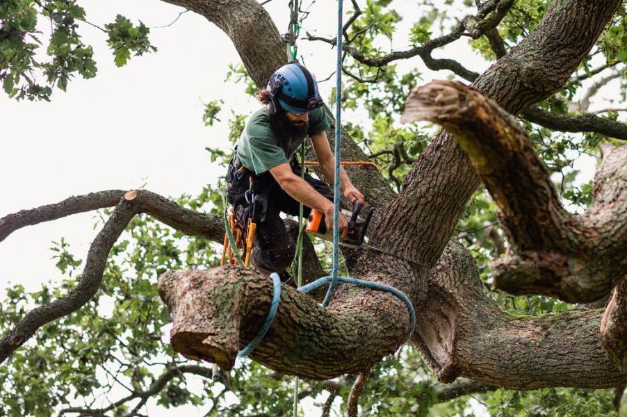 When to Crown Lift Trees? Best Guide