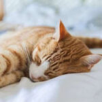 Where Your Cat Sleeps on Your Bed and What It Means: Decoding Feline Sleep Habits