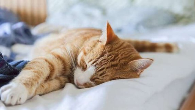 Where Your Cat Sleeps on Your Bed and What It Means: Decoding Feline Sleep Habits