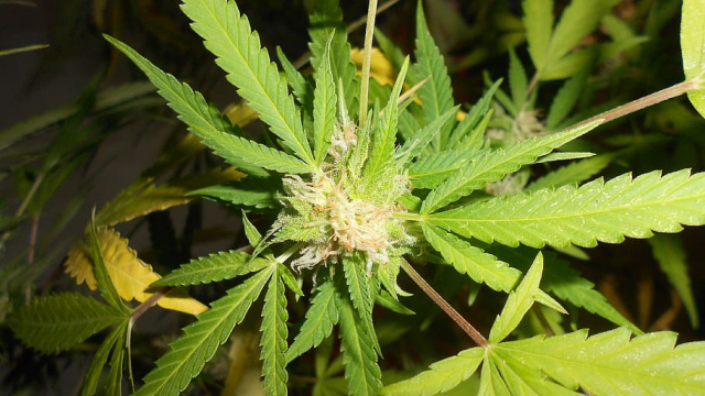 Buy THC Gummies Online Australian continent Get Weed On line Discerning