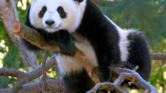 Golden Panda Casino, Mot, Jeu ou Observation quelque peu