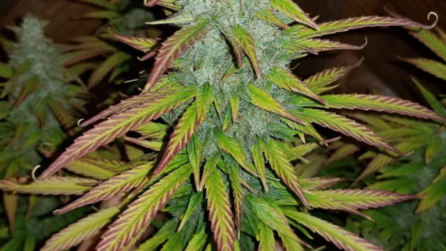 Next day Bud! Your own you to definitely-avoid on the web Cannabis Store Buy Cannabis On the web