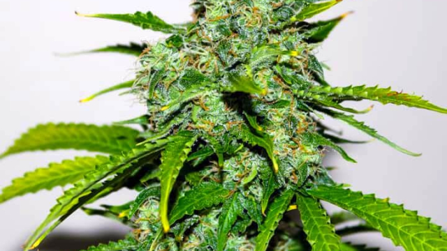 Purchase Marijuana Vegetables Canada Marijuana Seed products on the market Online inside the Canada