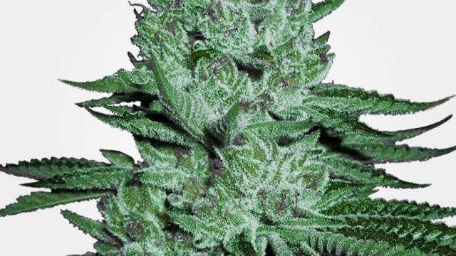 The brand new Yorkers is now able to purchase court grass on the internet to your Leafly