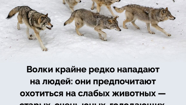 Перевозка  прикованных к кровати транспортировка в сфере Москве безвредно а еще дешево, человек 2500 автосанитарные перевозки