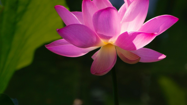 Лото Клуб Онлайновый Лотереи в Казахстане Танцевать изо Бонусом