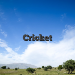 Cricket