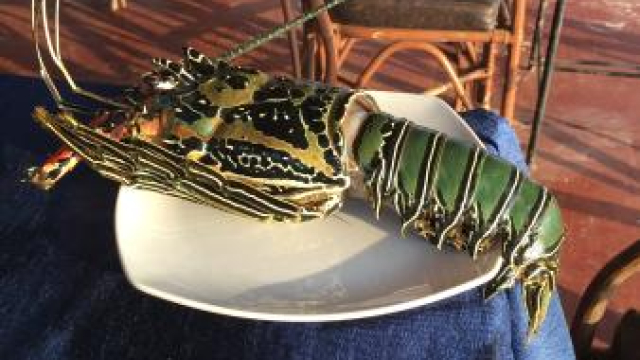 Paddy Strength Local casino No-deposit Totally chunjie 80 free spins free Spins March 2026: Allege 260 100 percent free Spins