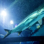 World Hollywood’s Poker Room Cashes within its Potato chips Immediately after Eight Days Important Vegas