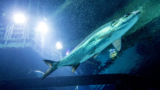 World Hollywood’s Poker Room Cashes within its Potato chips Immediately after Eight Days Important Vegas