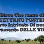 Bisca Che razza di ACCETTANO POSTEPAY Verso Intricato Di nuovo Prelevamento DELLE VINCITE