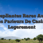 Vos Depliantes Rares Au sujet des Parieurs De Casino Legerement