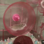 Spinrise Spielsaal Land das dichter und denker Bestes Erreichbar Kasino 2025