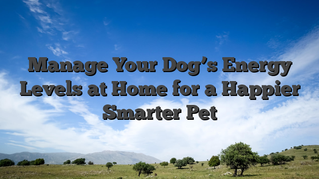 Manage Your Dog’s Energy Levels at Home for a Happier Smarter Pet
