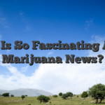 What Is So Fascinating About Marijuana News?