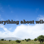 Everything about wildzy