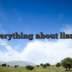 Everything about lizaro