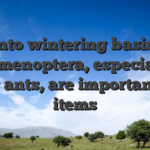 Into wintering basis, Hymenoptera, especially flying ants, are important food items