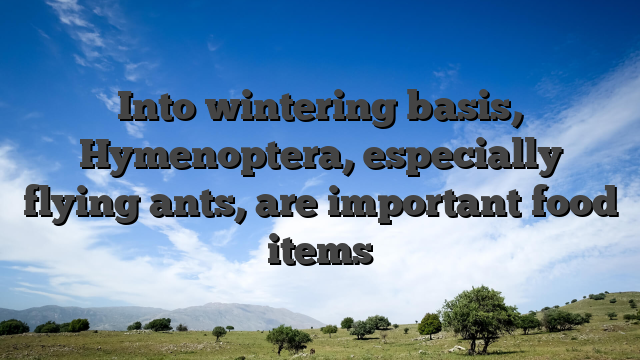 Into wintering basis, Hymenoptera, especially flying ants, are important food items