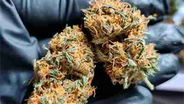Cannabis News, Grow Guides, weed online to buy Reviews & Forums
