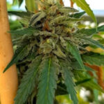 Marijuana History, Effects, online cannabis dispensary near me THC, & Legality