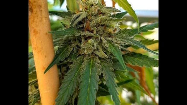 Marijuana History, Effects, online cannabis dispensary near me THC, & Legality