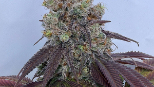 Weed Delivery 101: What to Know Before You Order Cannabis thc oil for vape Online