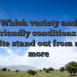 Which variety and user-friendly conditions make the site stand out from many more