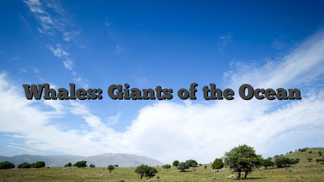 Whales: Giants of the Ocean